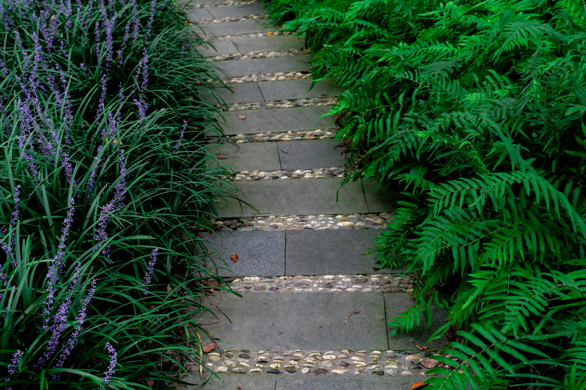 Stone garden path bordered by ferns and purple flowers