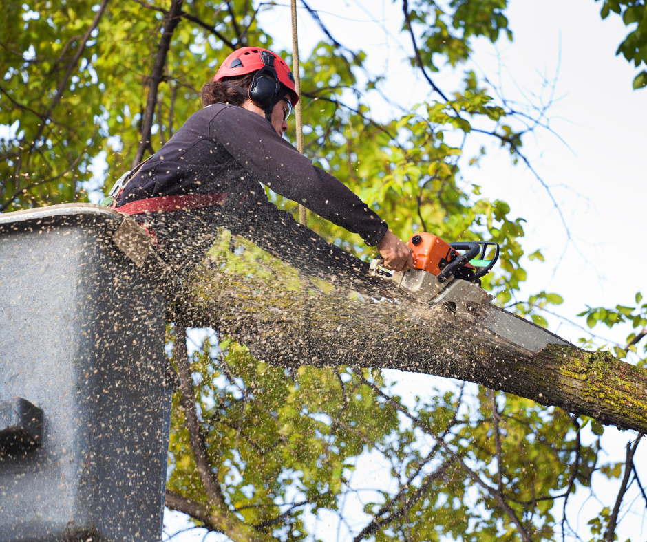 TREE REMOVAL SERVICES IN OAKVILLE AND TORONTO GTA